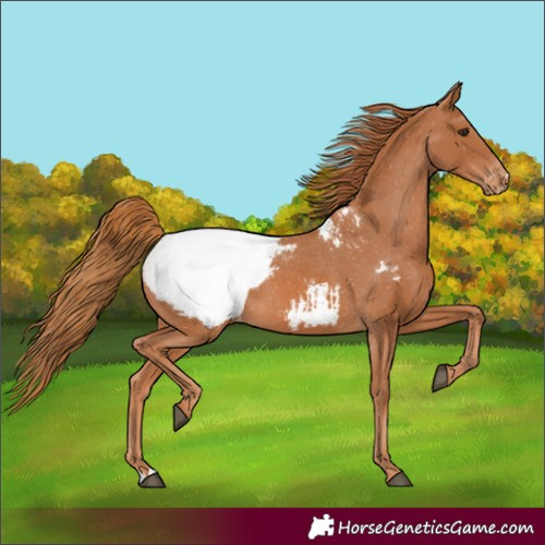 Horse Color:Chestnut Snowcap