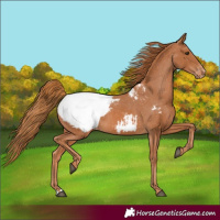 Horse Color:Chestnut Snowcap 
