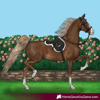 Horse Color:Chocolate Palomino 