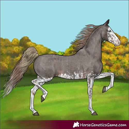 Horse Color:Liver Chestnut Sabino Splash Appaloosa  and Liver Chestnut Sabino Splash Appaloosa 