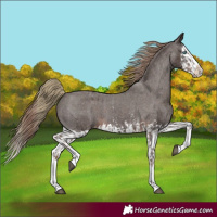 Horse Color:Liver Chestnut Sabino Splash Appaloosa  and Liver Chestnut Sabino Splash Appaloosa 
