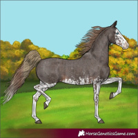 Horse Color:Liver Chestnut Sabino Splash Appaloosa  and Liver Chestnut Sabino Splash Appaloosa 