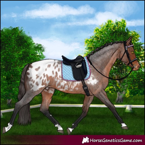 Horse Color:Bay Roan Appaloosa 