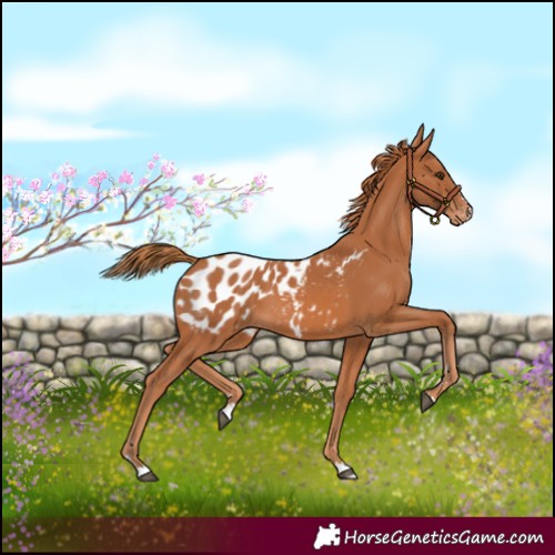 Horse Color:Chestnut Blanket 