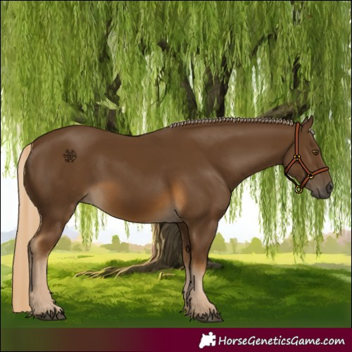 Horse Color:Chocolate Palomino 