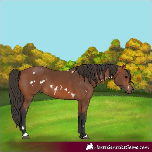 Horse Color:White Spotted Bay 