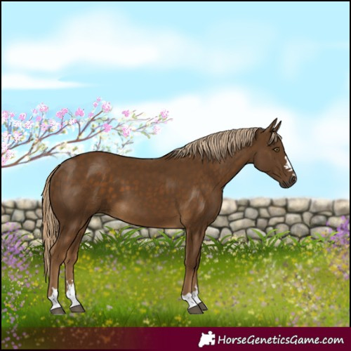 Horse Color:Chocolate Palomino 