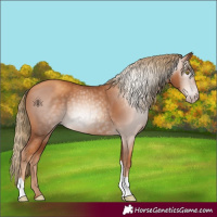 Horse Color:Gray Gold Champagne Tobiano 