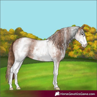 Horse Color:Unknown 