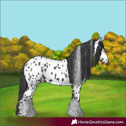 Horse Color:Black Near Leopard 