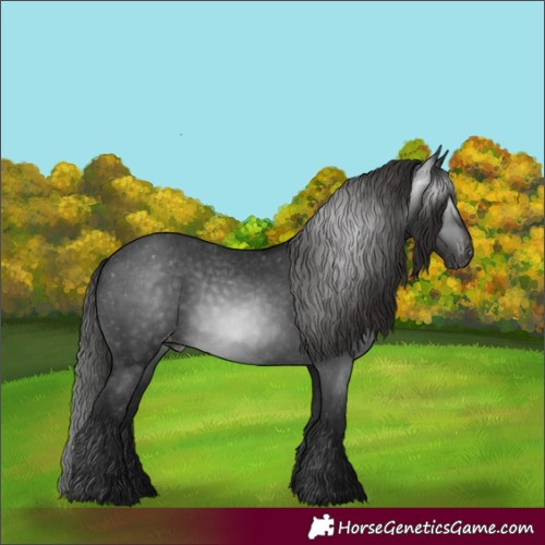 Horse Color:Gray Black Appaloosa 
