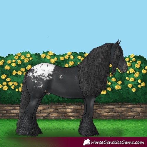 Horse Color:Black Appaloosa 