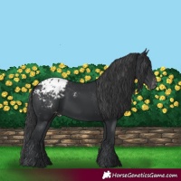 Horse Color:Black Appaloosa 