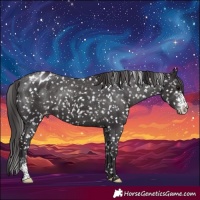 Horse Color:Smoky Black Sabino Appaloosa Rabicano 