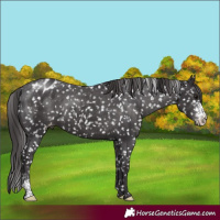 Horse Color:Smoky Black Sabino Appaloosa Rabicano 