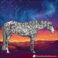 Horse Color:Smoky Black Sabino Appaloosa Rabicano