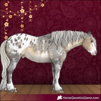 Horse Color:Silver Buckskin Sabino Appaloosa 