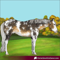 Horse Color:White Spotted Silver Buckskin Splash 
