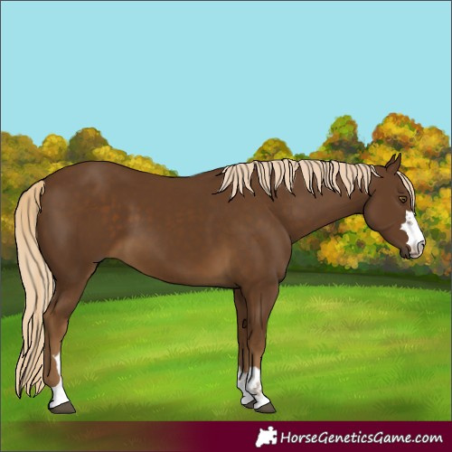 Horse Color:Chocolate Palomino 