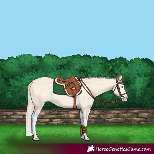 Horse Color:Perlino Splash 