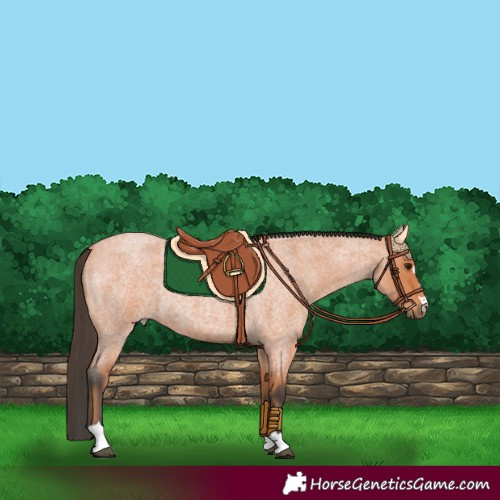 Horse Color:Bay Roan 