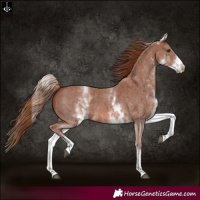 Horse Color:White Spotted Chestnut Sabino 