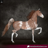 Horse Color:White Spotted Chestnut Sabino 