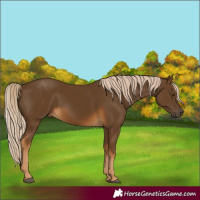 Horse Color:Chocolate Palomino 