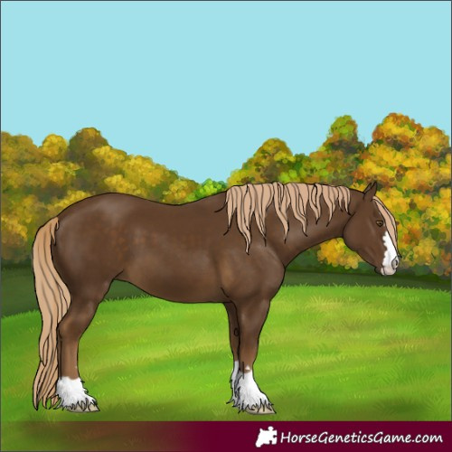 Horse Color:Chocolate Palomino 