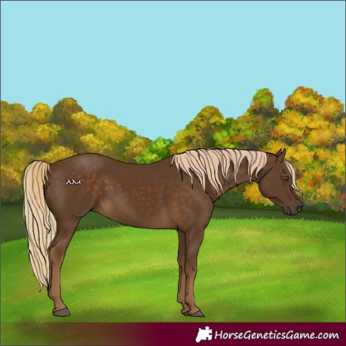 Horse Color:Chocolate Palomino 