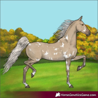 Horse Color:White Spotted Silver Smoky Grullo Rabicano