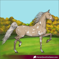 Horse Color:White Spotted Silver Smoky Grullo Rabicano 