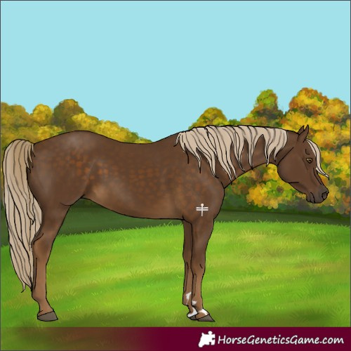 Horse Color:Chocolate Palomino 