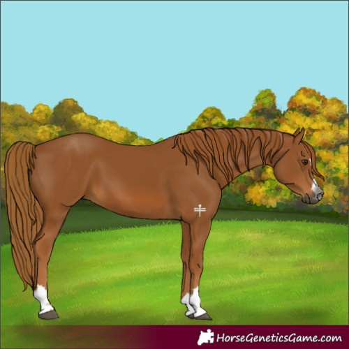 Horse Color:Gray Chestnut 