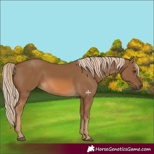 Horse Color:Chocolate Palomino 