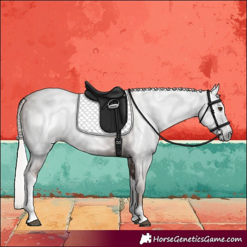 Horse Color:Gray Silver Black Pearl Tobiano