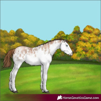 Horse Color:White Spotted Liver Chestnut Pearl Varnish Rabicano