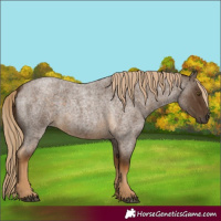 Horse Color:Chocolate Palomino Roan 