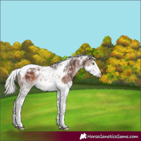 Horse Color:Silver Brown Mushroom Splash Tobiano Rabicano