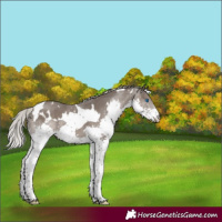 Horse Color:White Spotted Silver Black Splash Tobiano 