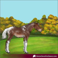 Horse Color:Silver Brown Tobiano 