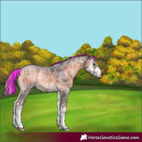 Horse Color:Gray Painted White Spotted Chocolate Palomino Ice Onyx Rabicano