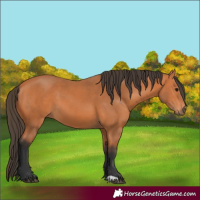 Horse Color:Bay 