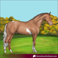 Horse Color:Silver Classic Champagne Tobiano