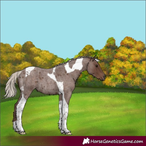 Horse Color:Silver Blue Roan Tobiano 