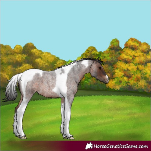 Horse Color:Brown Roan Tobiano 