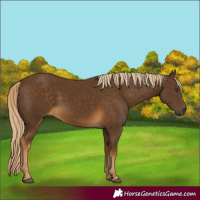 Horse Color:Chocolate Palomino 