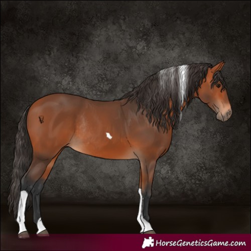 Horse Color:Bay Tobiano Rabicano