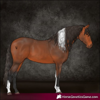 Horse Color:Bay Tobiano 