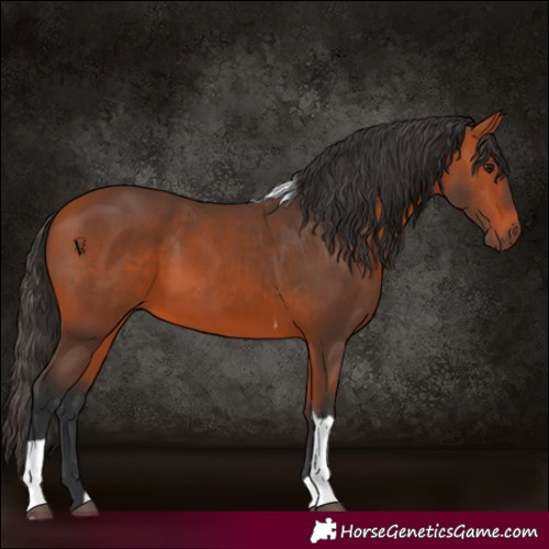 Horse Color:Bay Tobiano 
